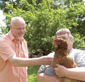 Klappa härliga höns i sommar