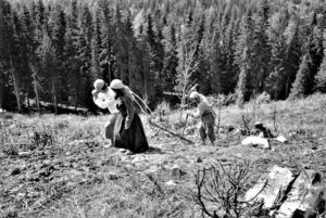 Svedjefolk odlade på skogsmark
