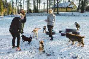 Ett hunddagis med omsorg
