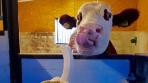 Oxen som tror han är häst