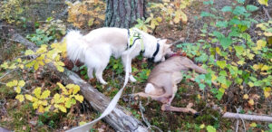 Osynliga hjältar i skogen