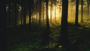 Förstärk äganderätten i skogen för klimatets skull