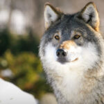 Vargjakt ställs in i Värmland – för få vargar kvar