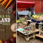 Barnfokus lockade hundratals besökare till matfestival
