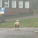 Lamm på rymmen i Kristinehamn
