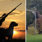 Älgen som jagade människor har skjutits